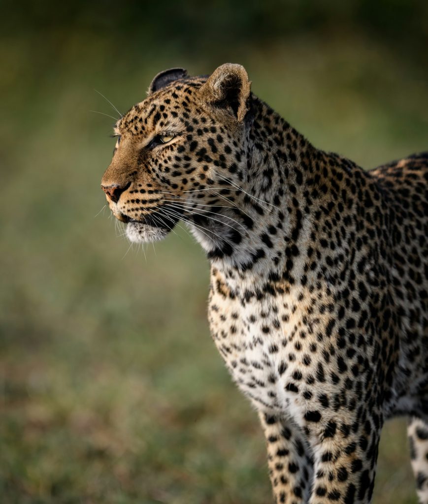 A Leopard in Africa