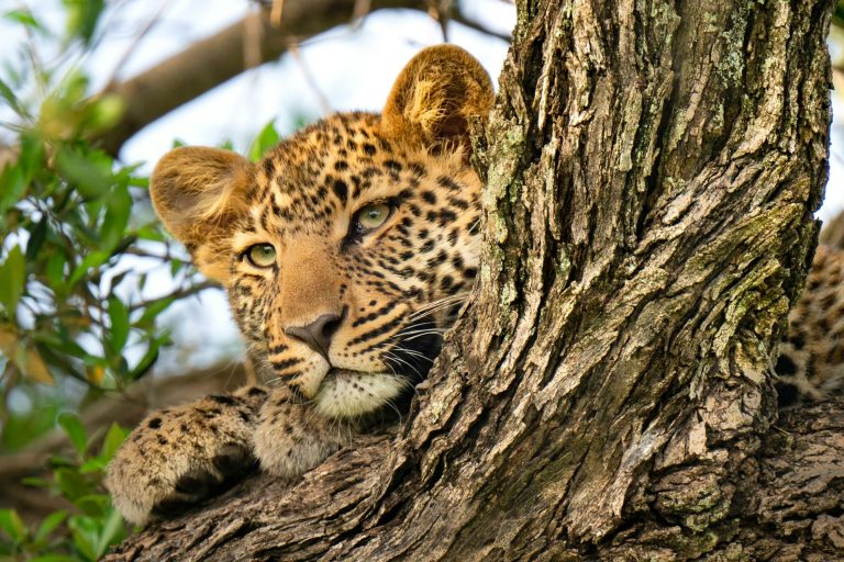 Cheetah resting on tree top